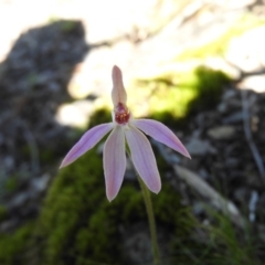 Caladenia carnea (Pink Fingers) at Burrinjuck, NSW - 28 Sep 2016 by ArcherCallaway