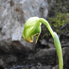 Pterostylis nutans (Nodding Greenhood) at Burrinjuck, NSW - 28 Sep 2016 by ArcherCallaway