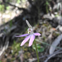 Caladenia carnea (Pink Fingers) at Burrinjuck, NSW - 28 Sep 2016 by ArcherCallaway