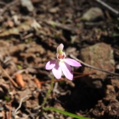 Caladenia carnea (Pink Fingers) at Burrinjuck, NSW - 28 Sep 2016 by ArcherCallaway