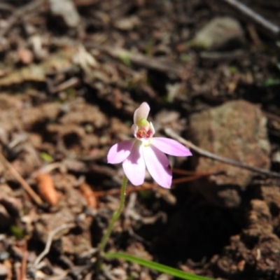 Caladenia carnea (Pink Fingers) at Burrinjuck, NSW - 28 Sep 2016 by ArcherCallaway