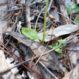 Pterostylis nutans at Burrinjuck, NSW - 28 Sep 2016