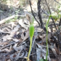 Pterostylis nutans at Burrinjuck, NSW - 28 Sep 2016