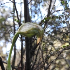 Pterostylis nutans at Burrinjuck, NSW - 28 Sep 2016