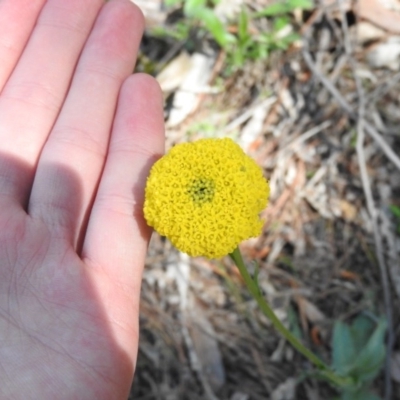 Craspedia variabilis (Common Billy Buttons) at Burrinjuck, NSW - 28 Sep 2016 by ArcherCallaway