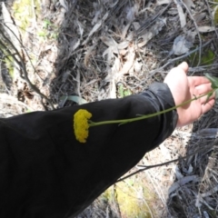 Craspedia variabilis at Burrinjuck, NSW - 28 Sep 2016