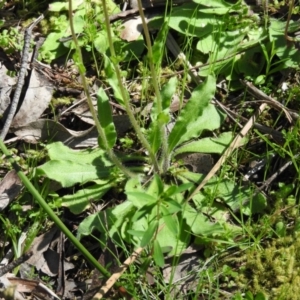 Craspedia variabilis at Burrinjuck, NSW - suppressed