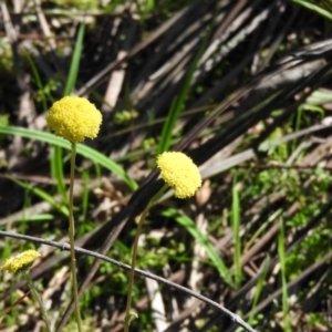 Craspedia variabilis at Burrinjuck, NSW - suppressed