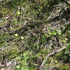 Craspedia variabilis at Burrinjuck, NSW - suppressed