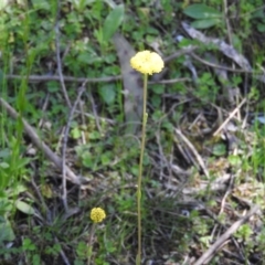 Craspedia variabilis (Common Billy Buttons) at Burrinjuck Nature Reserve - 28 Sep 2016 by ArcherCallaway