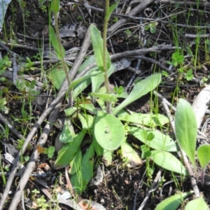 Craspedia variabilis at Burrinjuck, NSW - 28 Sep 2016