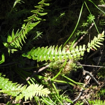 Pellaea calidirupium (Hot Rock Fern) at Burrinjuck Nature Reserve - 28 Sep 2016 by RyuCallaway