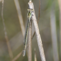 Ischnura aurora (Aurora Bluetail) at Carwoola, NSW - 29 Oct 2016 by roymcd