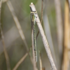 Ischnura aurora at Carwoola, NSW - 29 Oct 2016 02:24 PM