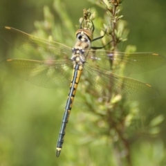 Hemicordulia tau (Tau Emerald) at Carwoola, NSW - 29 Oct 2016 by roymcd