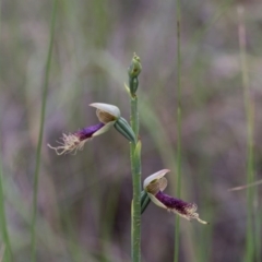 Calochilus platychilus (Purple Beard Orchid) at Yass River, NSW - 30 Oct 2016 by SallyandPeter