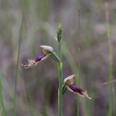 Calochilus platychilus (Purple Beard Orchid) at Yass River, NSW - 30 Oct 2016 by SallyandPeter
