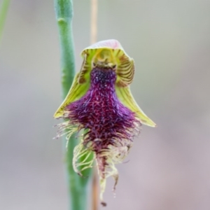 Calochilus platychilus at Yass River, NSW - 30 Oct 2016