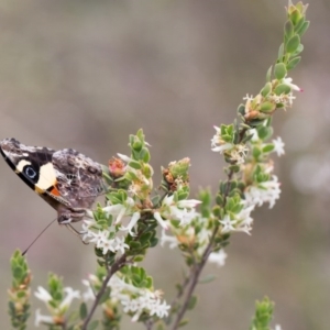 Vanessa itea at Yass River, NSW - 30 Oct 2016