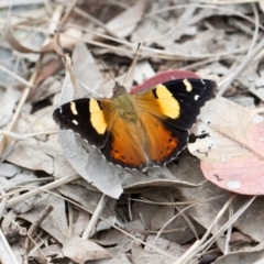 Vanessa itea at Yass River, NSW - 30 Oct 2016