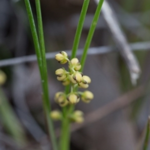 Lomandra filiformis at Yass River, NSW - 30 Oct 2016