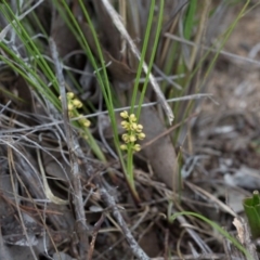 Lomandra filiformis at Yass River, NSW - 30 Oct 2016