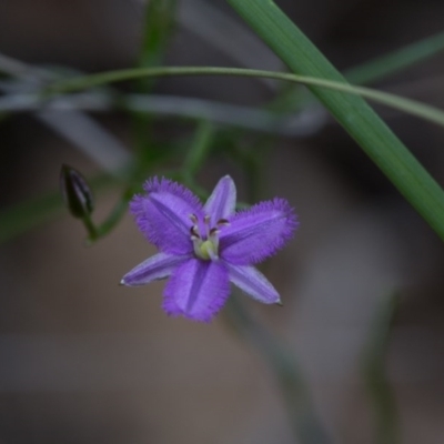 Thysanotus patersonii (Twining Fringe Lily) at Yass River, NSW - 30 Oct 2016 by SallyandPeter