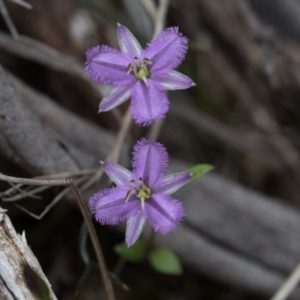 Thysanotus patersonii at Yass River, NSW - 30 Oct 2016 10:01 AM