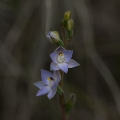Thelymitra pauciflora (Slender Sun Orchid) at Yass River, NSW - 29 Oct 2016 by SallyandPeter