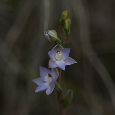 Thelymitra pauciflora (Slender Sun Orchid) at Yass River, NSW - 30 Oct 2016 by SallyandPeter