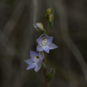 Thelymitra pauciflora at Yass River, NSW - 30 Oct 2016