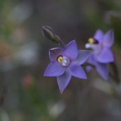 Thelymitra pauciflora at Yass River, NSW - 30 Oct 2016