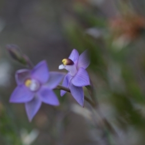 Thelymitra pauciflora at Yass River, NSW - 30 Oct 2016