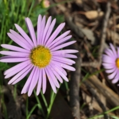 Brachyscome willisii (Narrow-wing Daisy) at QPRC LGA - 30 Oct 2016 by Wandiyali