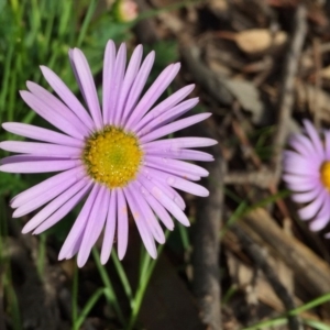 Brachyscome willisii at Googong, NSW - 30 Oct 2016 09:53 PM