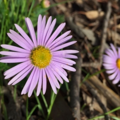 Brachyscome willisii (Narrow-wing Daisy) at QPRC LGA - 30 Oct 2016 by Wandiyali