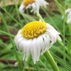 Brachyscome willisii at Googong, NSW - 30 Oct 2016 09:53 PM