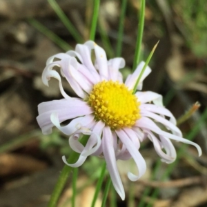 Brachyscome willisii at Googong, NSW - 30 Oct 2016 09:53 PM