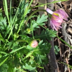 Brachyscome willisii at Googong, NSW - 30 Oct 2016 09:53 PM