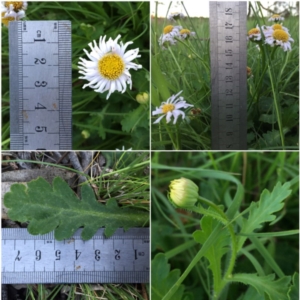 Brachyscome willisii at Googong, NSW - 30 Oct 2016 09:53 PM