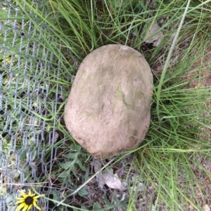 Chelodina longicollis at Gungahlin, ACT - 26 Oct 2016