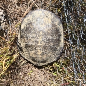 Chelodina longicollis at Gungahlin, ACT - 26 Oct 2016