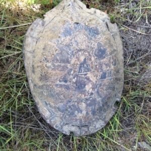 Chelodina longicollis at Gungahlin, ACT - 26 Oct 2016 11:18 AM