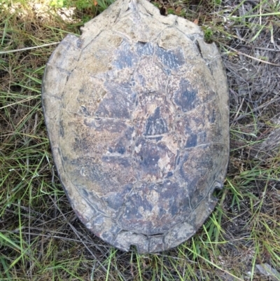 Chelodina longicollis (Eastern Long-necked Turtle) at Mulligans Flat - 26 Oct 2016 by Holly7