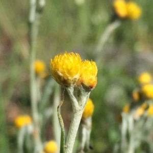 Chrysocephalum apiculatum at Jerrabomberra, NSW - 31 Oct 2016