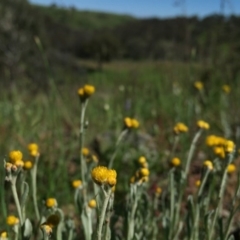 Chrysocephalum apiculatum at Jerrabomberra, NSW - 31 Oct 2016