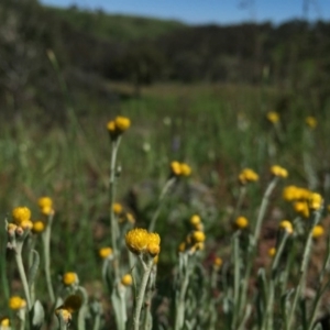 Chrysocephalum apiculatum at Jerrabomberra, NSW - 31 Oct 2016