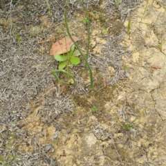 Microtis sp. (Onion Orchid) at Molonglo River Reserve - 28 Jan 2016 by RichardMilner