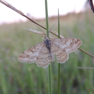 Scopula rubraria at Chisholm, ACT - 25 Oct 2014