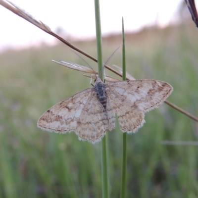 Scopula rubraria (Reddish Wave, Plantain Moth) at Melrose - 25 Oct 2014 by michaelb